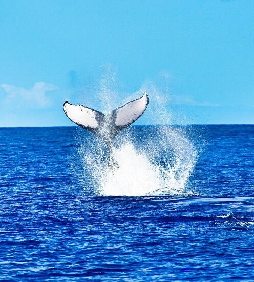 best time to go whale watching